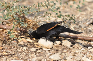 Tristram's starling, a black shiny and exotic bird in the Ein Gedi National Park in Israel. © TRINGA