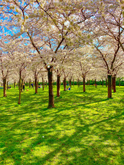 Cherry Blossom in Amsterdam