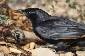 Tristram's starling, a black shiny and exotic bird in the Ein Gedi National Park in Israel. © TRINGA