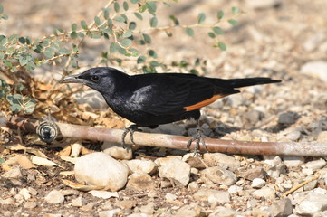 Tristram's starling, a black shiny and exotic bird in the Ein Gedi National Park in Israel.