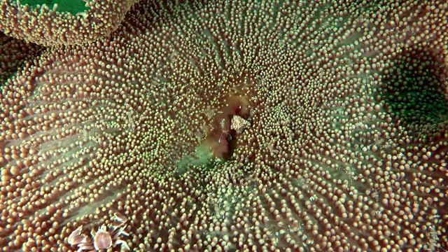 Giant carpet anemone - (Stichodactyla gigantea) with anemon shrimps and crabs on it
