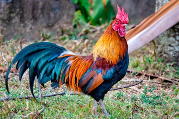 Red junglefowl.