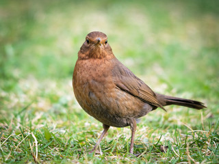 Female Blackbird in the garden