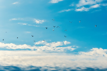 High sky with light clouds and silhouettes of birds as background.