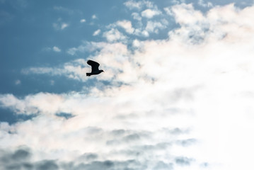 High sky with light clouds and silhouettes of birds as background.