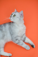 Naklejka na ściany i meble Funny grey cat laying on a red background