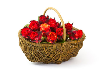 roses in a basket isolated on white