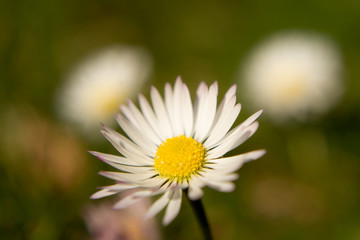 daisy