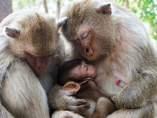 Indian Macaque (Macaca leonina). Family of Indian macaques sitting on tree trunk in area of Angor Wat temple
