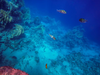 the underwater world of the Red Sea, living corals, coral fish