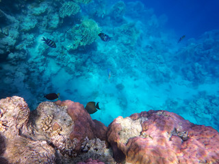 the underwater world of the Red Sea, living corals, coral fish