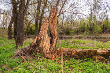 Fototapeta na wymiar Broken tree stump near the river in the forest in spring time
