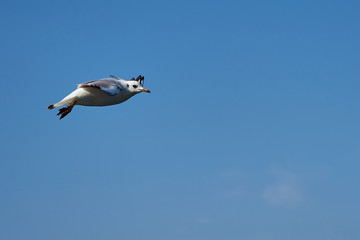 Image of seabirds. Image of seagulls.