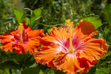 Vibrant Hibiscus rosa sinensis close up background flower detail, a species of tropical shrub plant of the Malvaceae family, widely cultivated as garden ornamental.