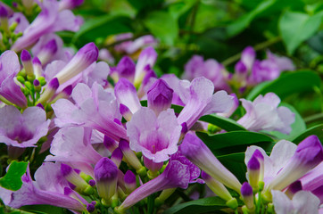 Fresh and clear violet flowers of garlic vine