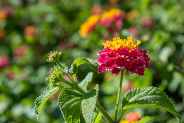 Lantana camara close up background flower detail, a species of flowering plant within the Verbenaceae family, native to the American tropics, widely cultivated as garden ornamental.