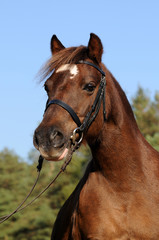 Obraz premium Welsh Pony