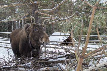 Коммерческое
Редакционное
Animal wildlife. young moose in a Russian village eats dry branches. Winter