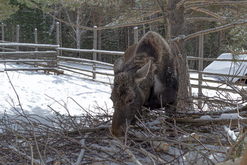 Animal wildlife. young moose in a Russian village eats dry branches. Winter