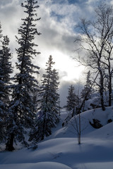 Winter landscape. Mountain spruce forest 