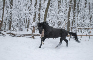black horse in motion