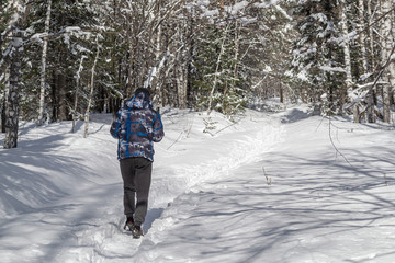 Hiker walks along on snowy trail in winter forest. Ural, Russia