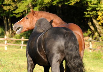 Spielende Ponyhengste