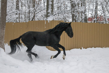 Fototapeta na wymiar black horse in motion