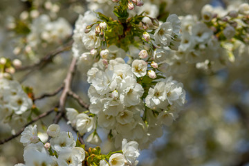 White Japanese cherry tree flowers over blue sky