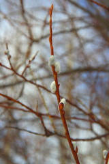 White fluffy willow buds on thin branches of brown-orange color. The concept of spring, warming and changing seasons.