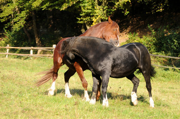 Spielende Ponyhengste
