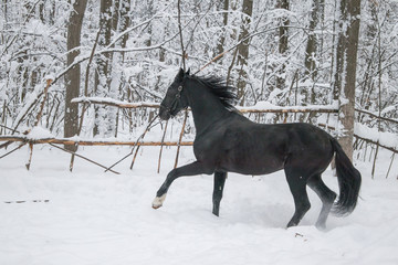 black horse in motion