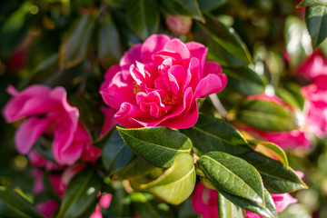 pink rose bush