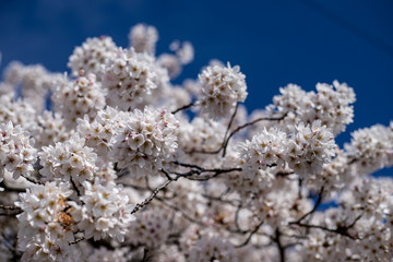 White Japanese cherry tree flowers over blue sky