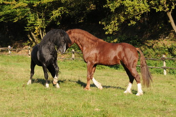 Fototapeta premium Spielende Ponyhengste