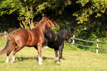 Spielende Ponyhengste