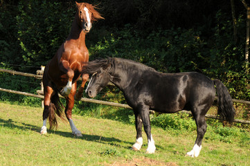 Spielende Ponyhengste