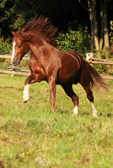 Fototapeta premium Welsh D Hengst