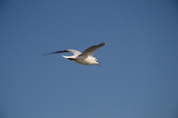 close-up of seagull in flight on blue sky background