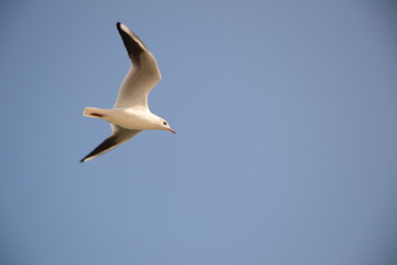 close-up of seagull in flight on blue sky background