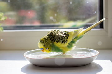 bathing of a budgie