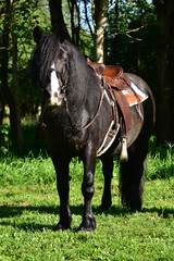 Dales Pony Mix
