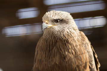 Portrait of a bird of prey