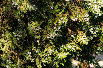 Aquamarine bluish fruit cones on a green TUI Bush. Plump and hard little balls of turquoise hue on small-leaved vegetation