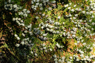 Aquamarine bluish fruit cones on a green TUI Bush. Plump and hard little balls of turquoise hue on small-leaved vegetation