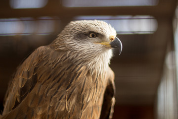 Portrait of a bird of prey