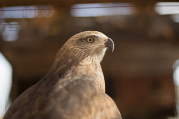 Portrait of a bird of prey