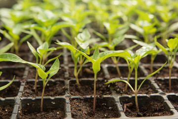 many young green sprouts of sweet pepper in a container for seedlings, close-up