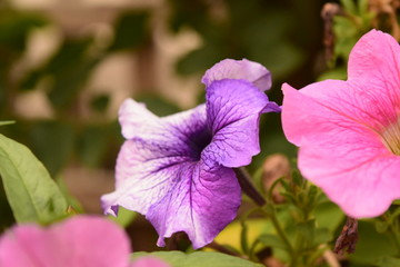 purple flower in the garden