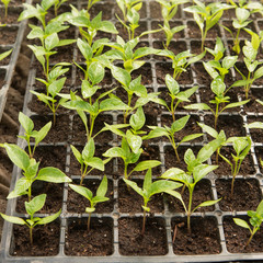young sprouts of sweet pepper in seedling boxes, close-up